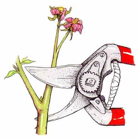 440x440 Pruning And Dead Heading Roses Ideas And Advice Peter Beales