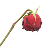 168x170 Stock Photography Of Dead Rose K1262551