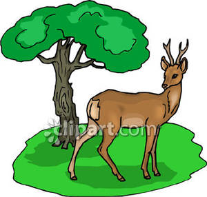 300x286 Top 73 Forest Clip Art