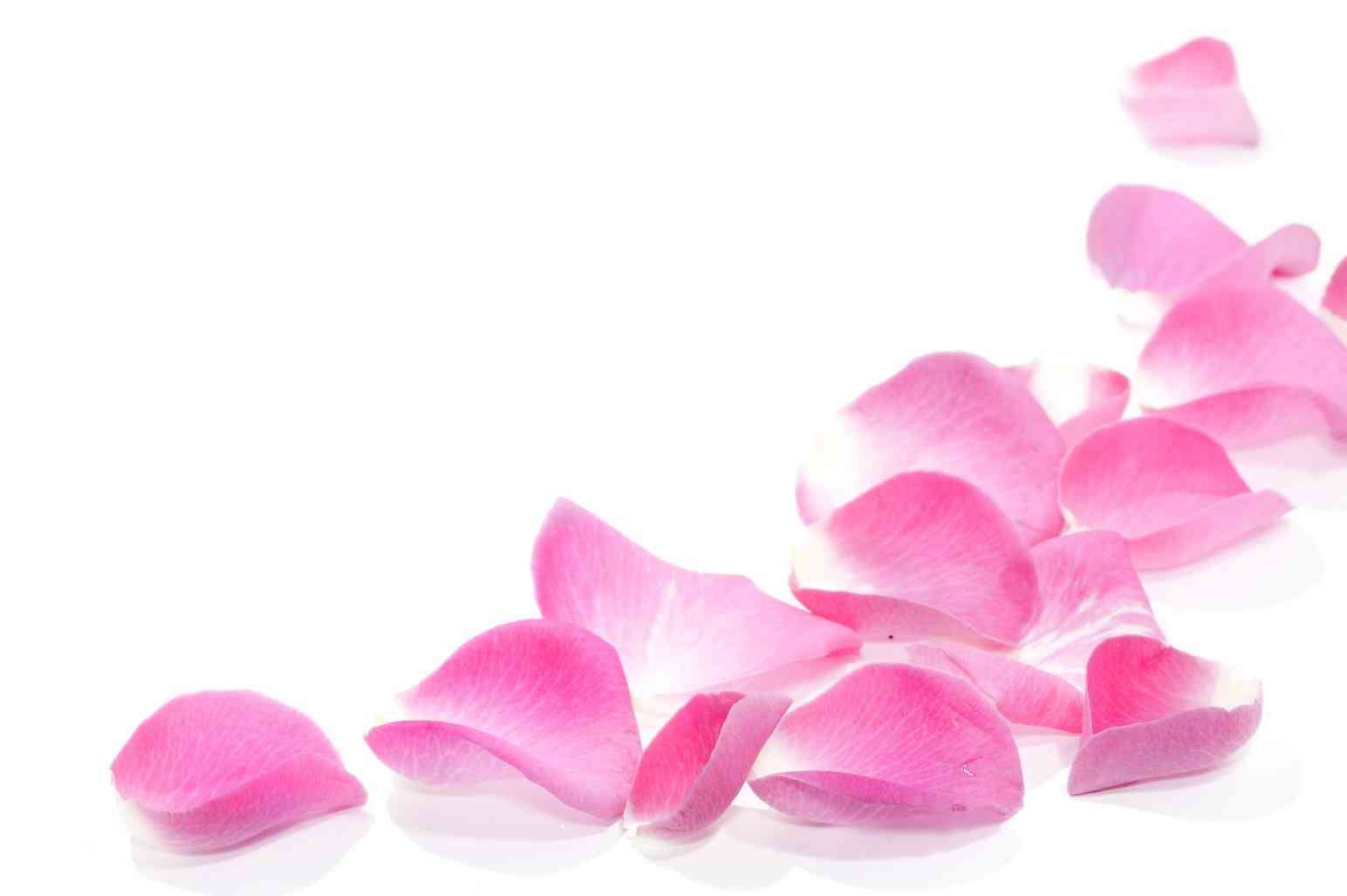 1544x1027 Petals Decor Png Clip Art Image Gallery Yopriceville Rose Pink