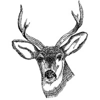 200x200 Download Decorative Line Gold Png Clipart Hq Png Image Freepngimg