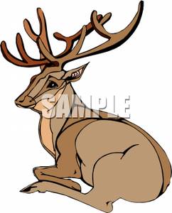 242x300 Buck With Large Antlers Laying Down Clip Art Image