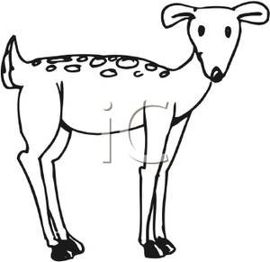300x291 And White Reindeer