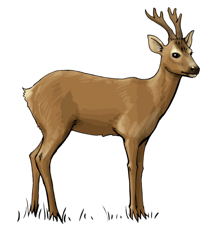 738x784 Free Deer Clip Art