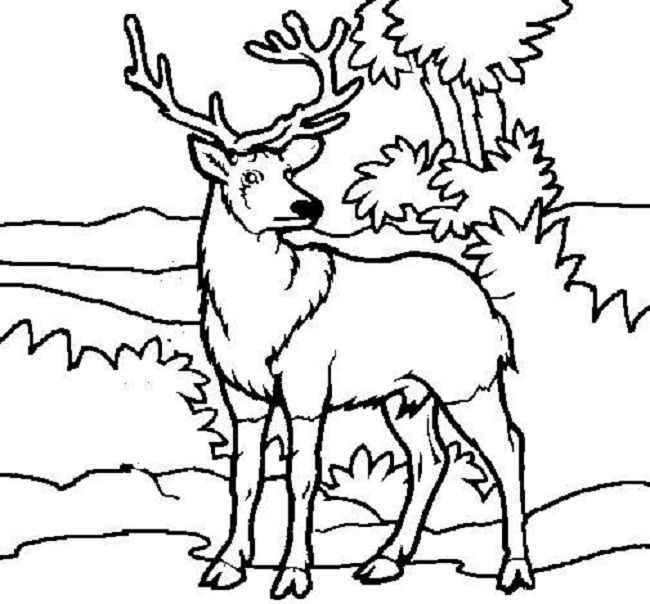 650x604 Deer Color Pages Projects To Try Free Printable