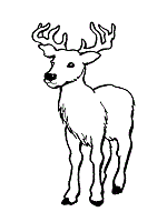 150x200 Deer Coloring Pages