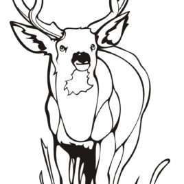 268x268 Key Deer Coloring Page Kids Drawing And Coloring Pages