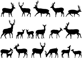 336x240 Search Photos Category Animals Gt Mammals Gt Deer
