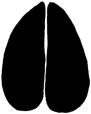 314x391 Moose Clipart Footprint