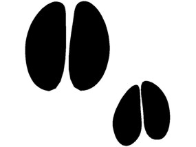 285x214 Pig Clipart Track