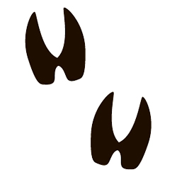 250x250 Animal Tracks Quiz