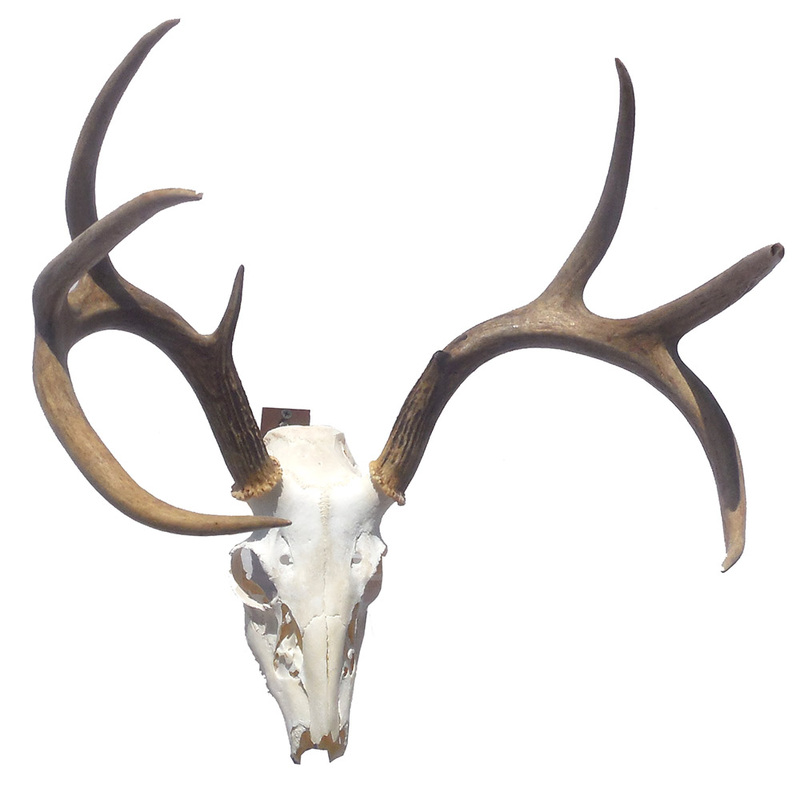 800x800 Deer Head Skull Clip Art