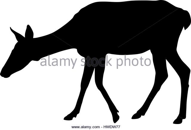 640x436 Roe Deer Black And White Stock Photos Amp Images