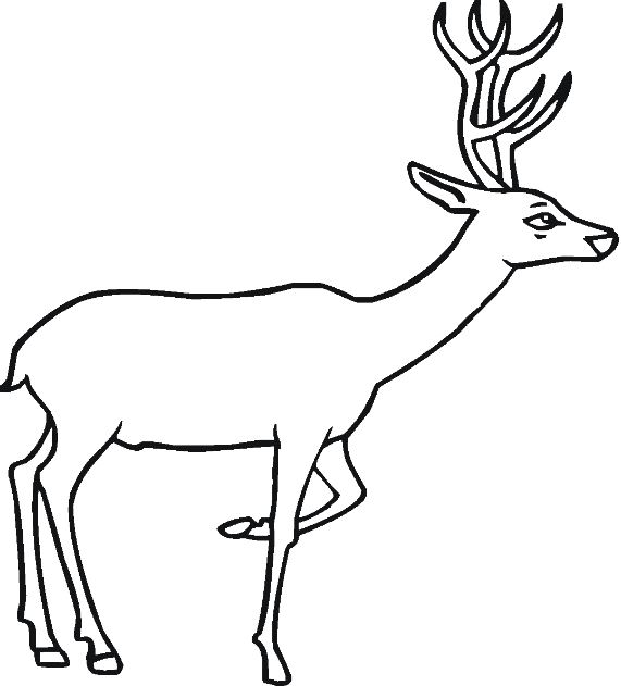 571x631 Top Deer Clipart Images Black And White Free Download All