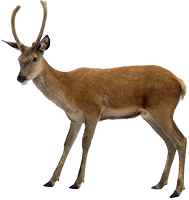 189x200 Deer Png Images Free Download, Deer Png