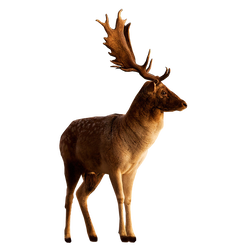 250x250 Deer Png Images