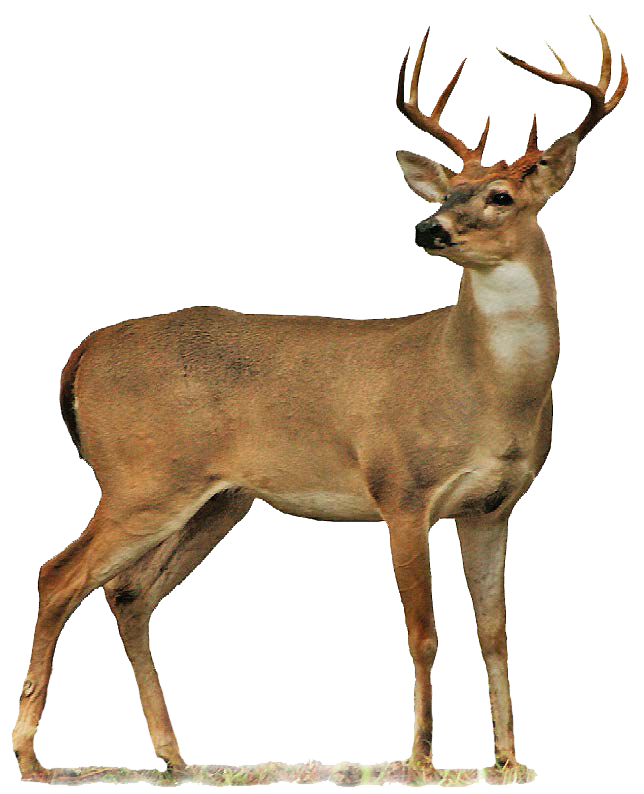 644x794 Deer Transparent Png Image Web Icons Png