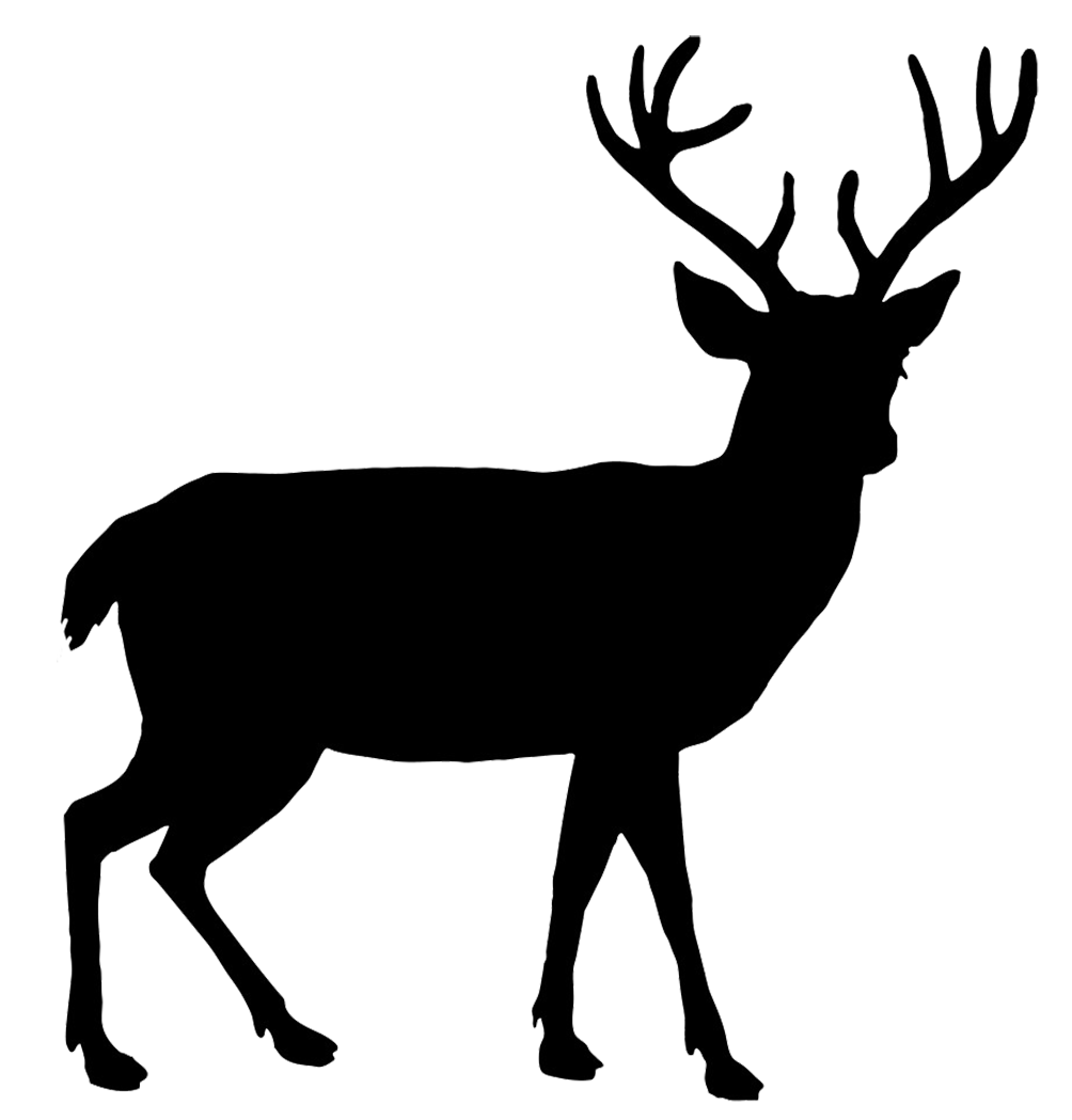1004x1049 Download Deer Free Png Photo Images And Clipart Freepngimg
