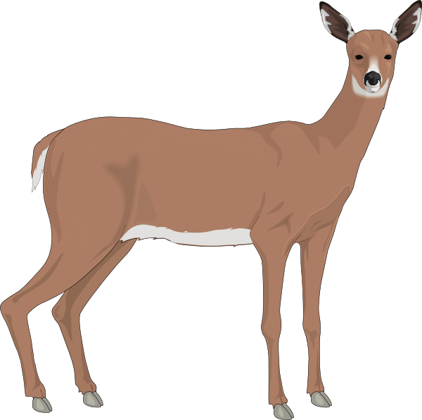 600x596 Staring Deer Png, Svg Clip Art For Web