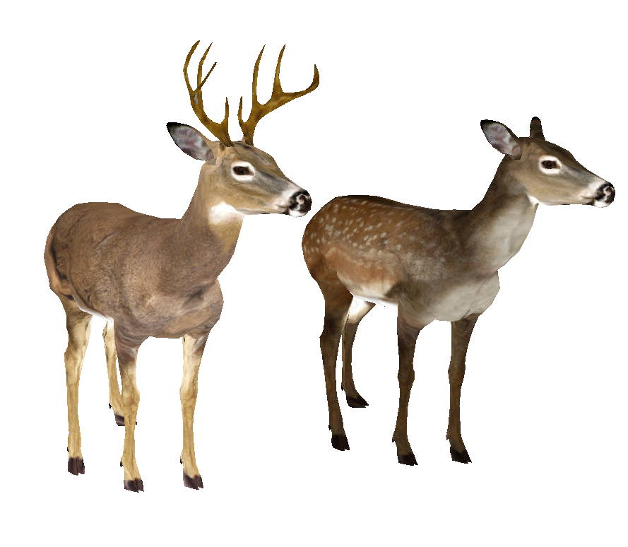 889x774 Whitetail Deer Head Png Png Mart