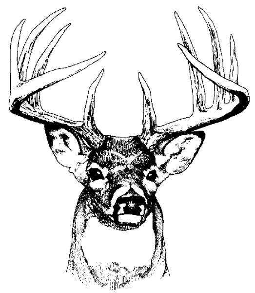 523x600 Buck Clipart Black And White