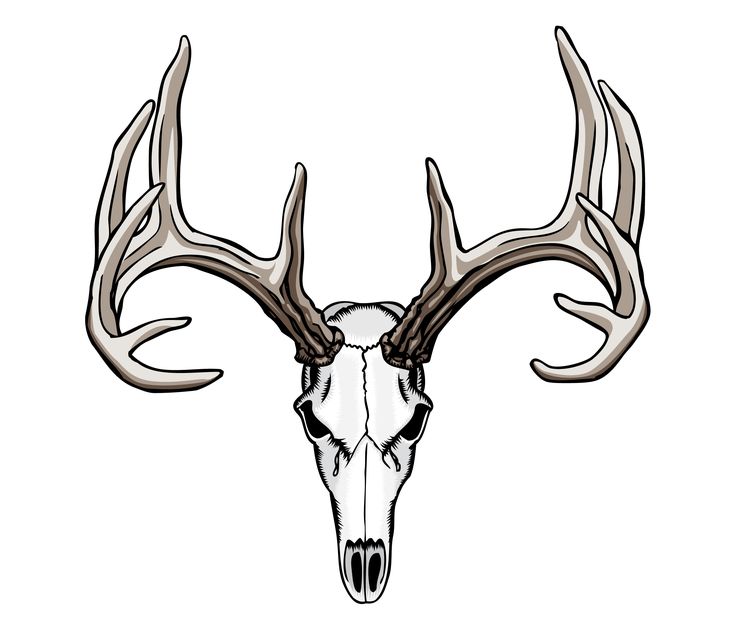 736x630 Drawn Skull Deer