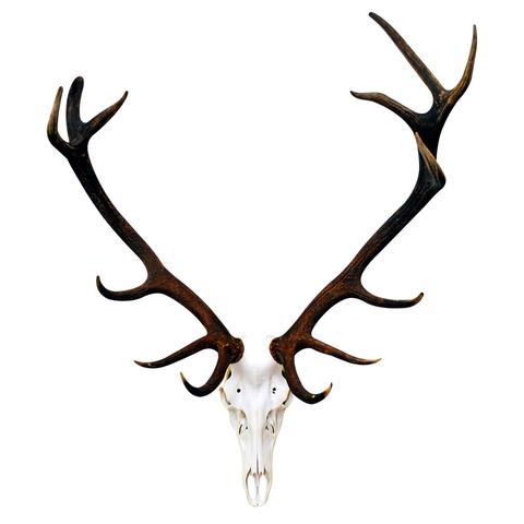480x480 Deer Skull Adhesive Taxidermy Wall Decals Walls Need Love