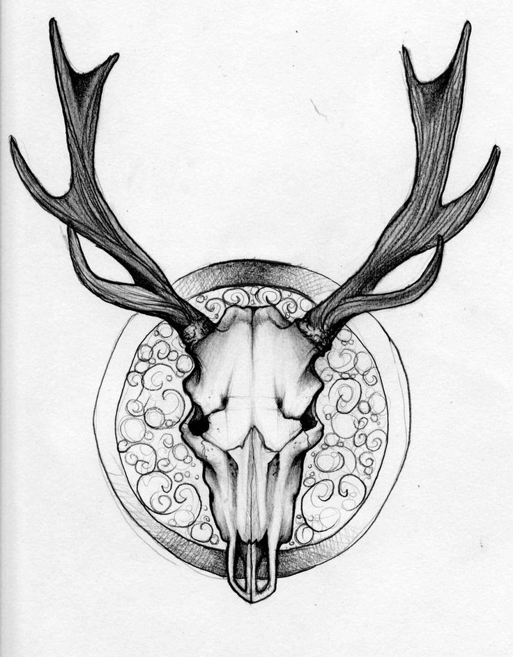 736x942 Drawn Buck Skull