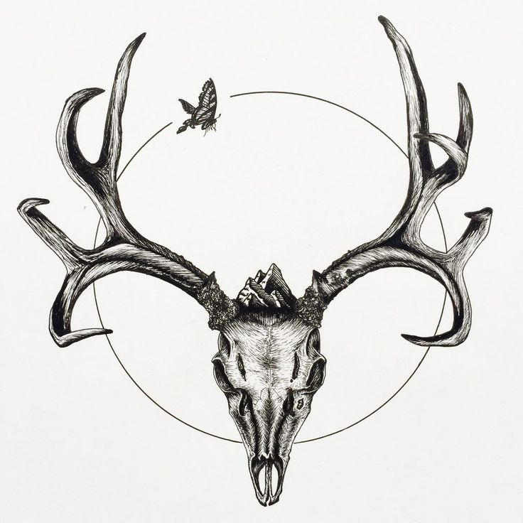 Deer Skull Drawing | Free download on ClipArtMag