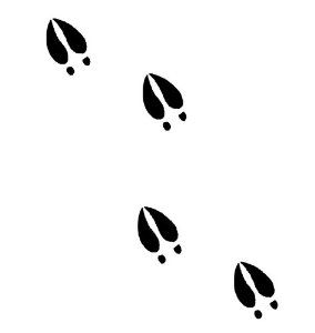 284x300 Footprint Clipart Deer