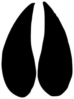 246x330 Mule Deer Track