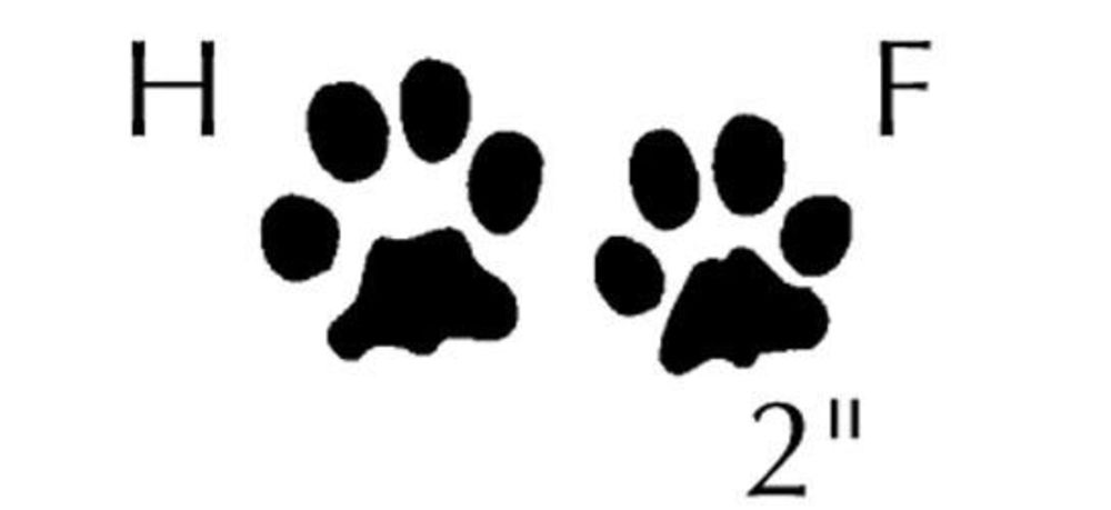 1000x459 Animal Tracking How To Identify 10 Common North American Species