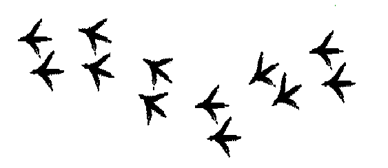 563x244 Chicken Tracks Clip Art 101 Clip Art