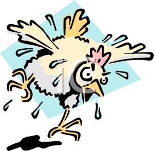 300x294 Scared And Wet Rooster