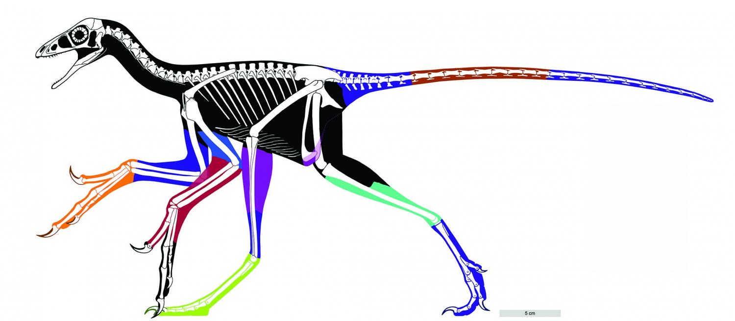 1500x655 Flesh Out Dino Bird Profile