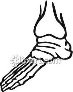 238x300 Clipart Skeleton Bones