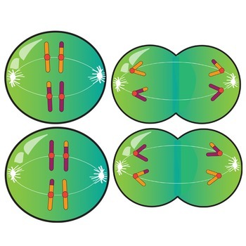 350x350 Meiosis Clip Art