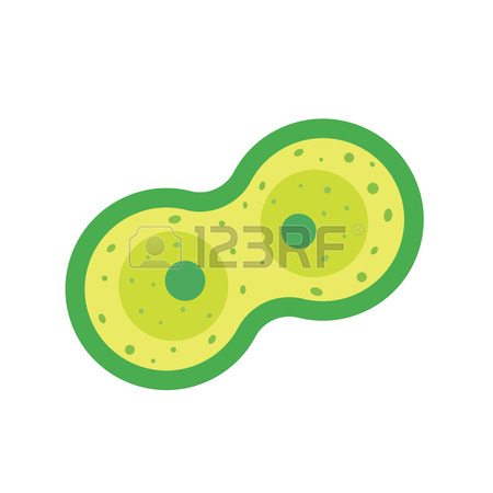 450x450 898 Cell Division Stock Vector Illustration And Royalty Free Cell