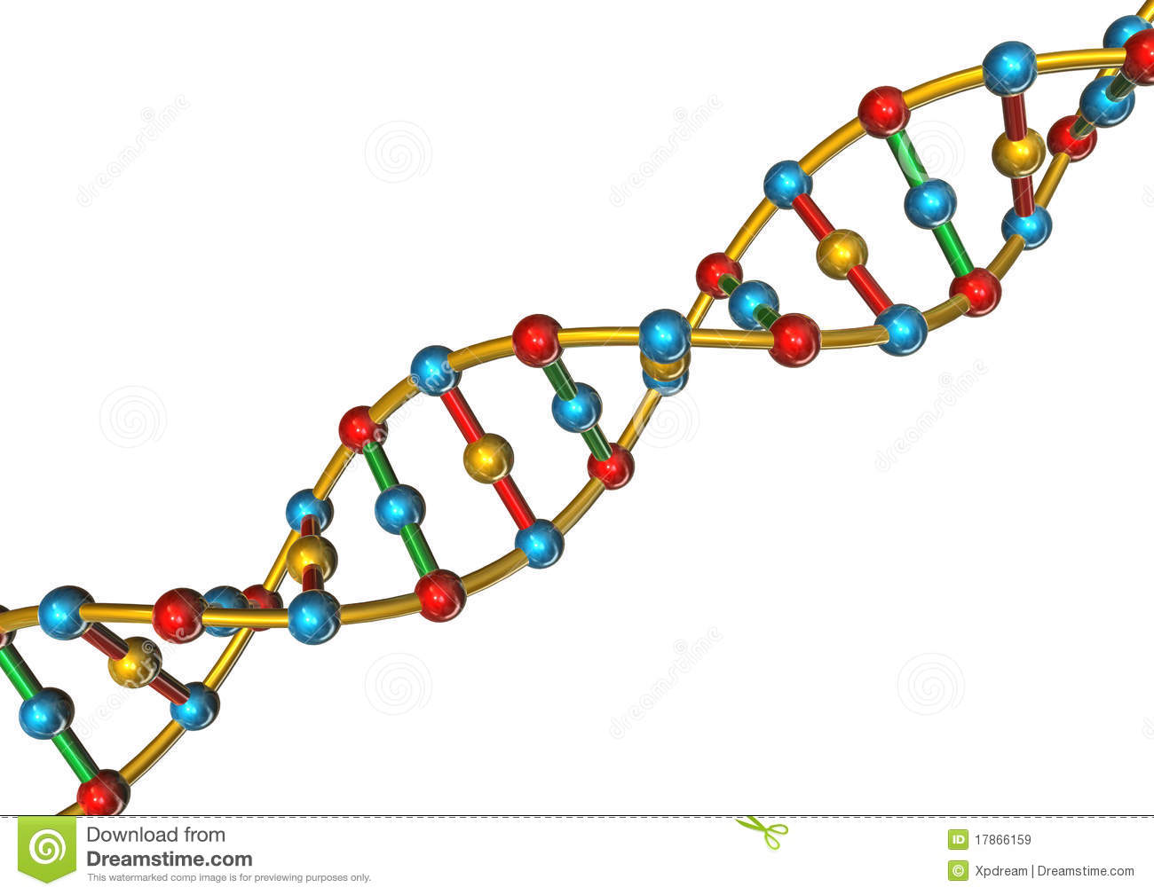 1300x1009 Dna Structure Clipart