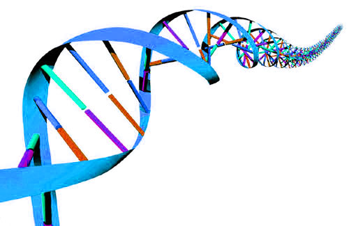 500x325 Dna Clipart The Cliparts 2