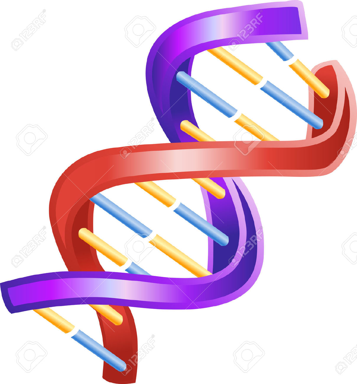 1208x1300 Genetics Clipart