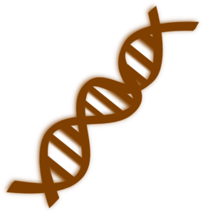 285x299 Dna Clip Art