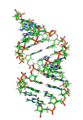 291x420 Animated Dna Clipart