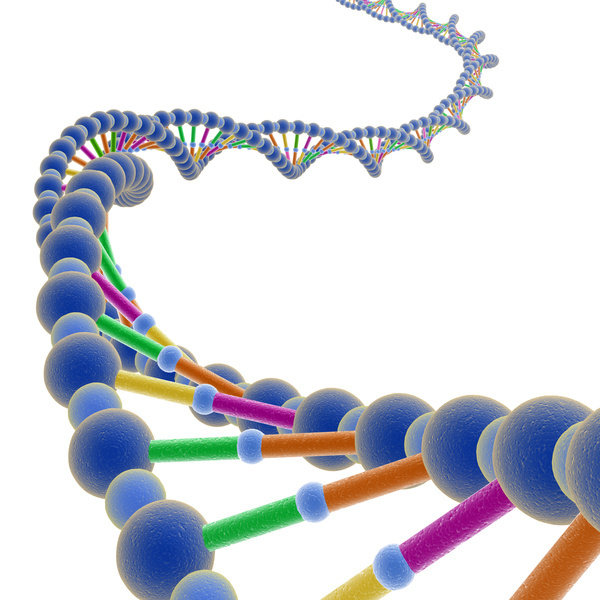 600x600 Dna Double Helix Clip Art