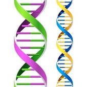 170x170 Dna Clip Art