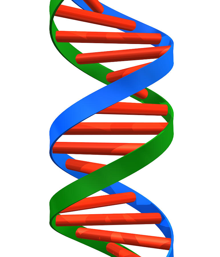 771x900 Dna Helix Photograph By Roger Harris
