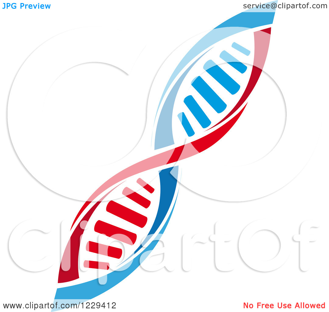 1080x1024 Dna Strand Clipart