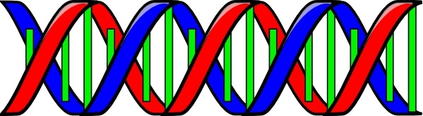 599x165 Double Helix Clip Art Free Vector In Open Office Drawing Svg