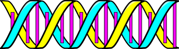 600x166 Double Helix Dna Vector Clip Art