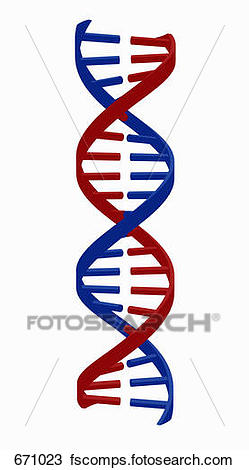 249x470 Drawing Of Dna Strand 671023